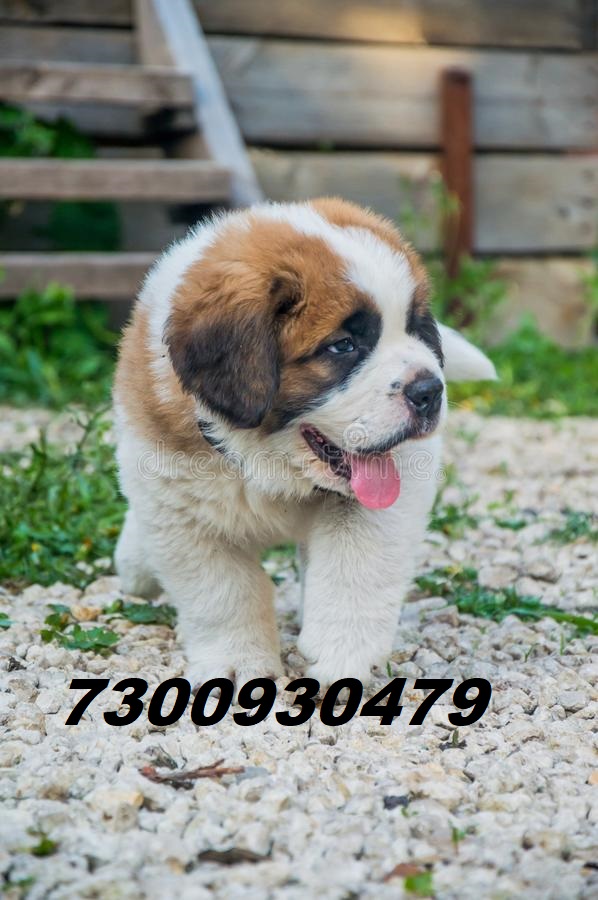 Image of SAINT BERNARD posted on 2022-03-13 14:06:50 from pune